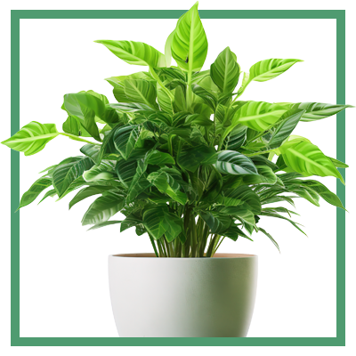 La Payotte - Restaurant Serres-Castet - meilleur restaurant SERRES-CASTET